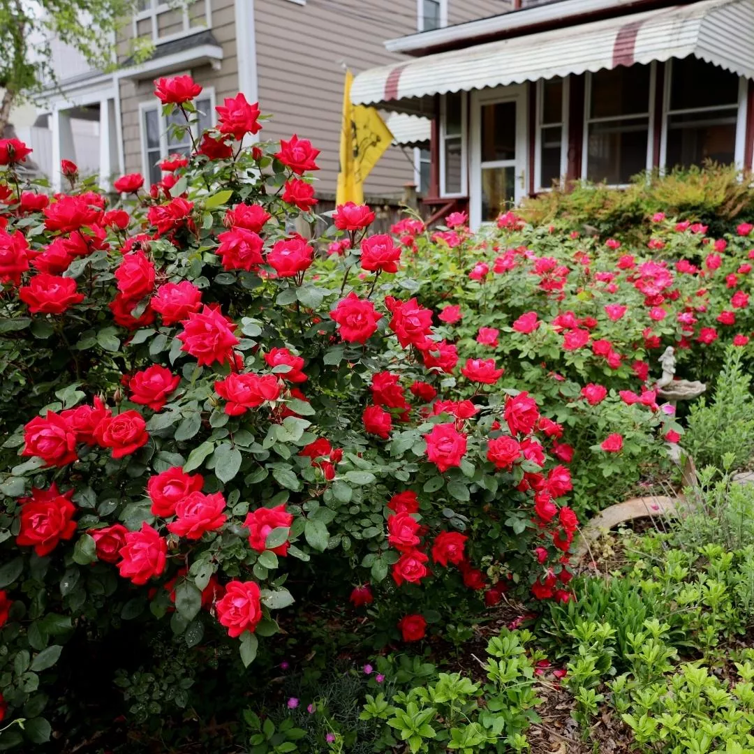 Double Red Knock Out Rose