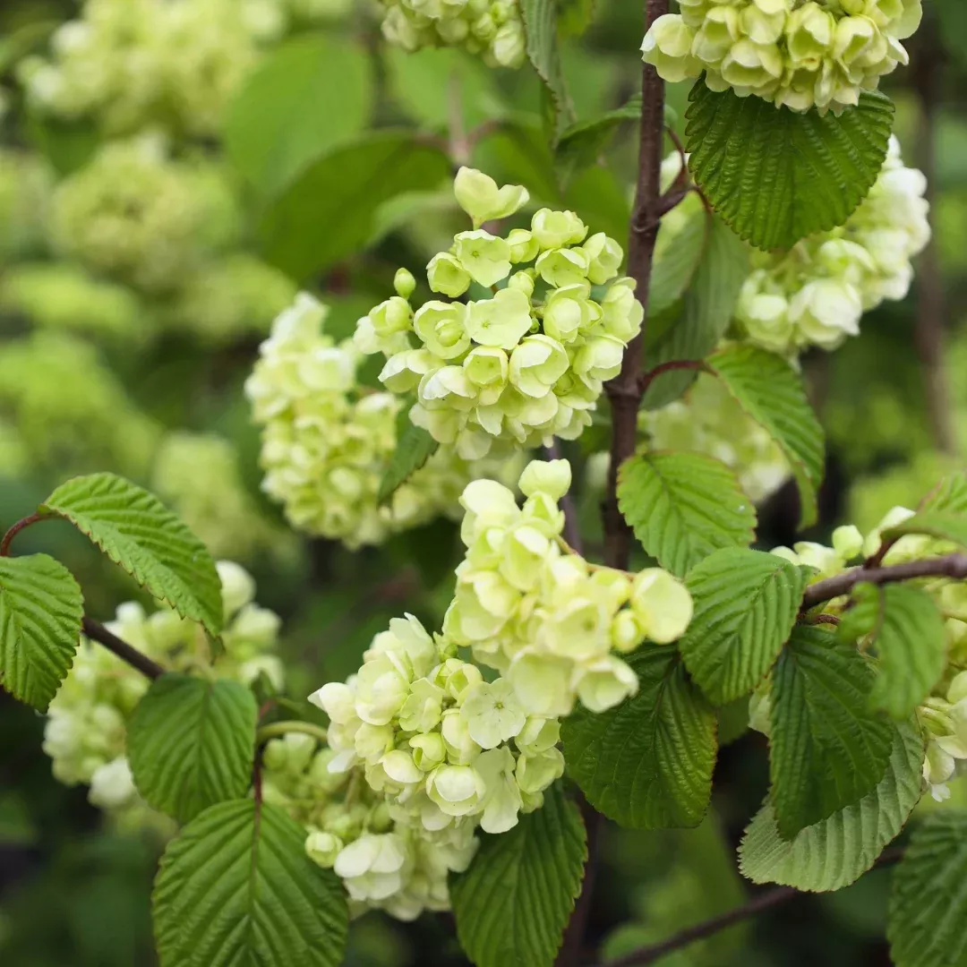 Doublefile Viburnum