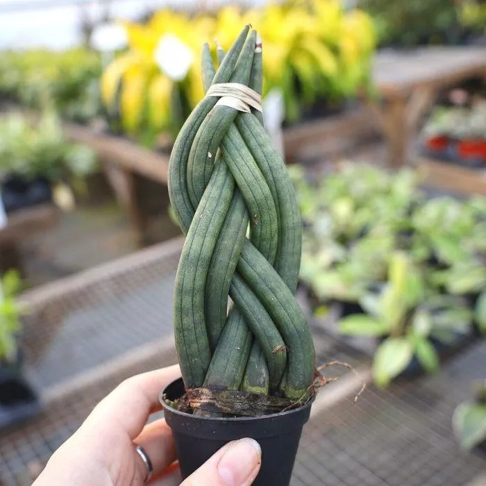 Dragon Fingers Snake Plant
