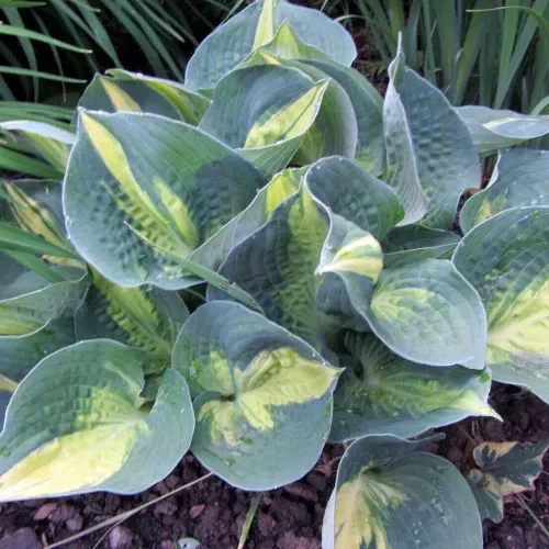 Dream Queen Hosta