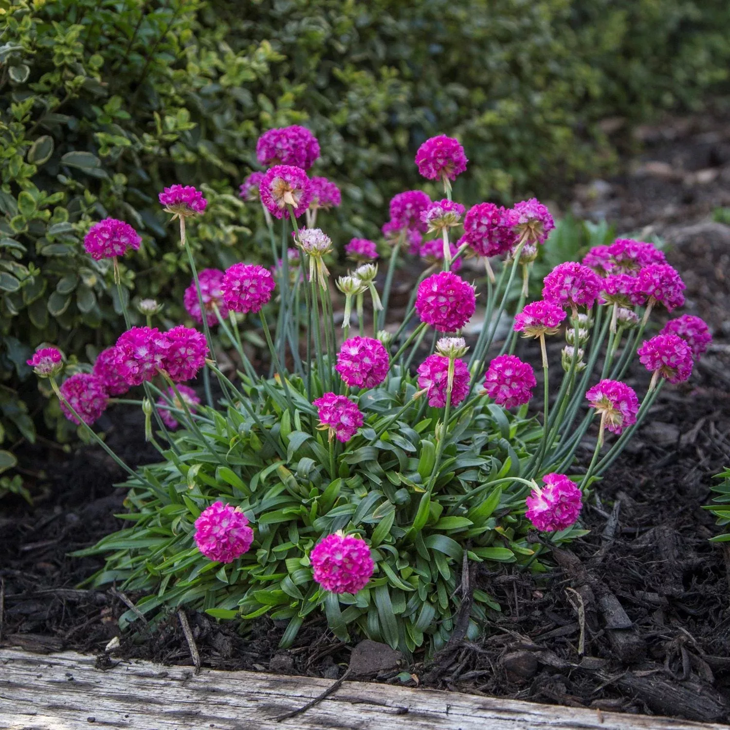Dreameria 'Dream Weaver' Sea Thrift (Armeria)
