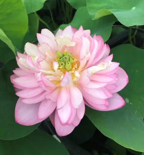 Dripping Dew Lotus - Fresh as the morning!