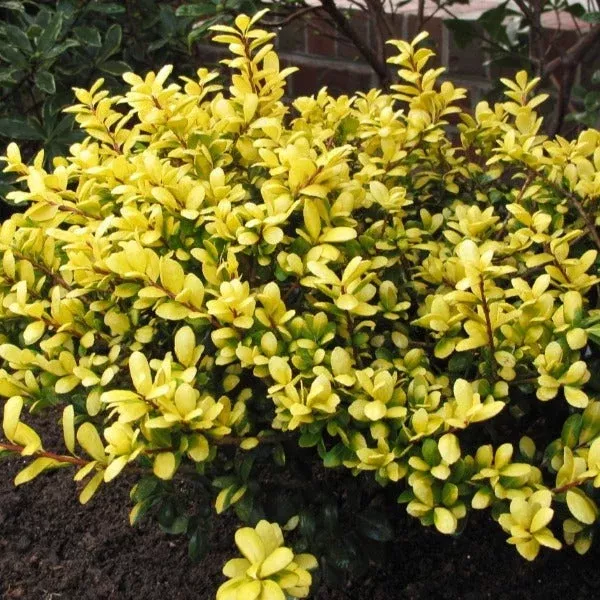 Drops of Gold Holly