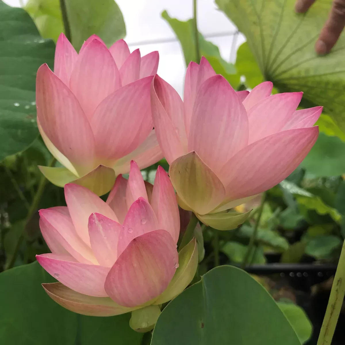 Drunken Concubine Lotus - Changes Color!