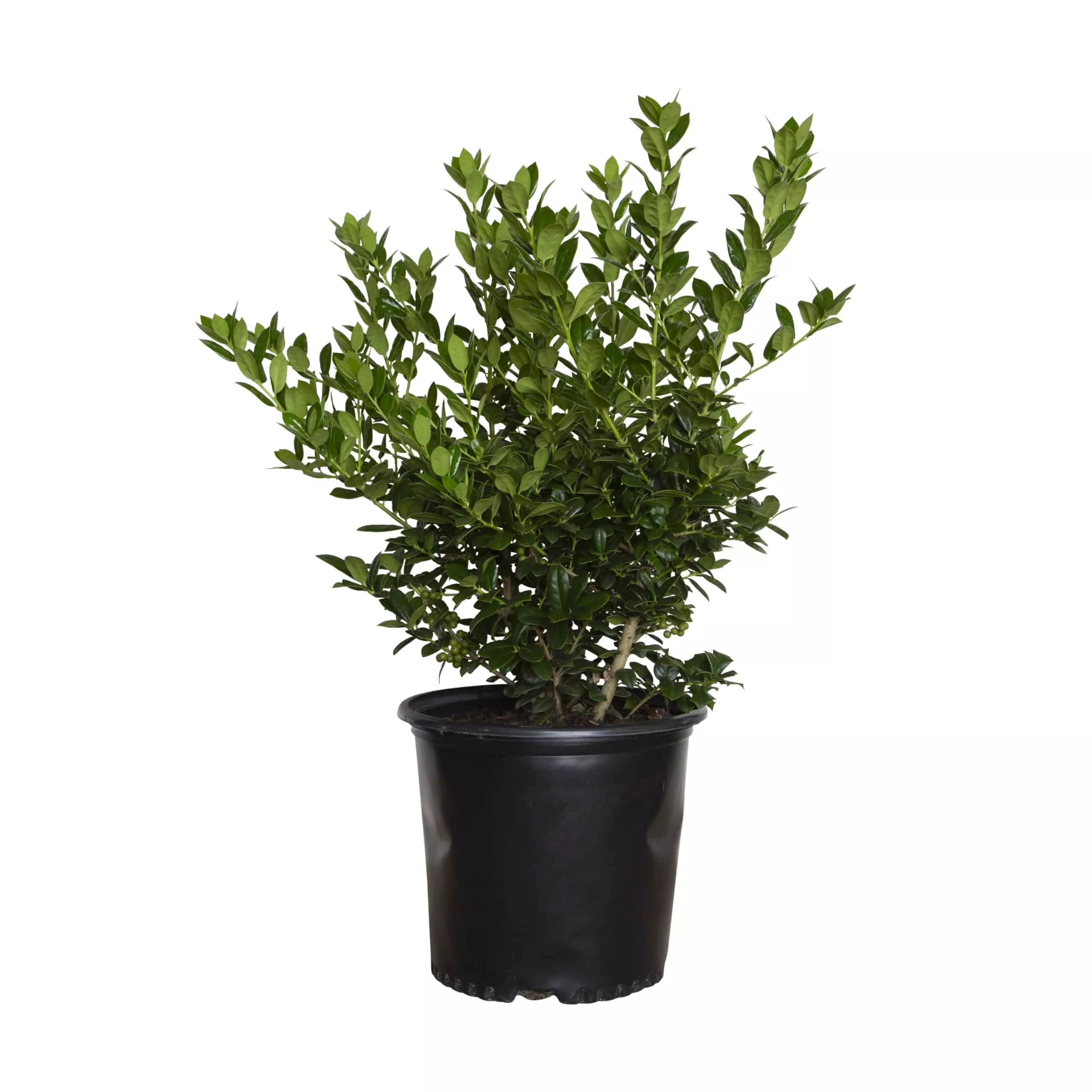 Dwarf Burford Holly (Ilex cornuta 'Dwarf Burfordii')