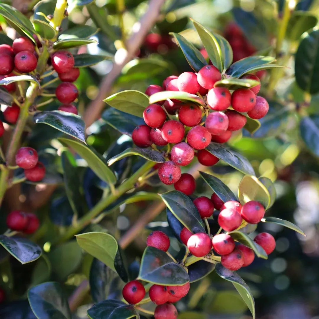 Dwarf Burford Holly