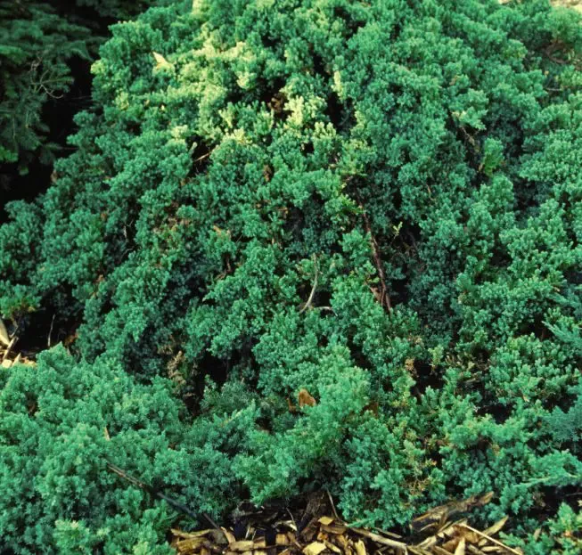 Dwarf Japgarden Juniper