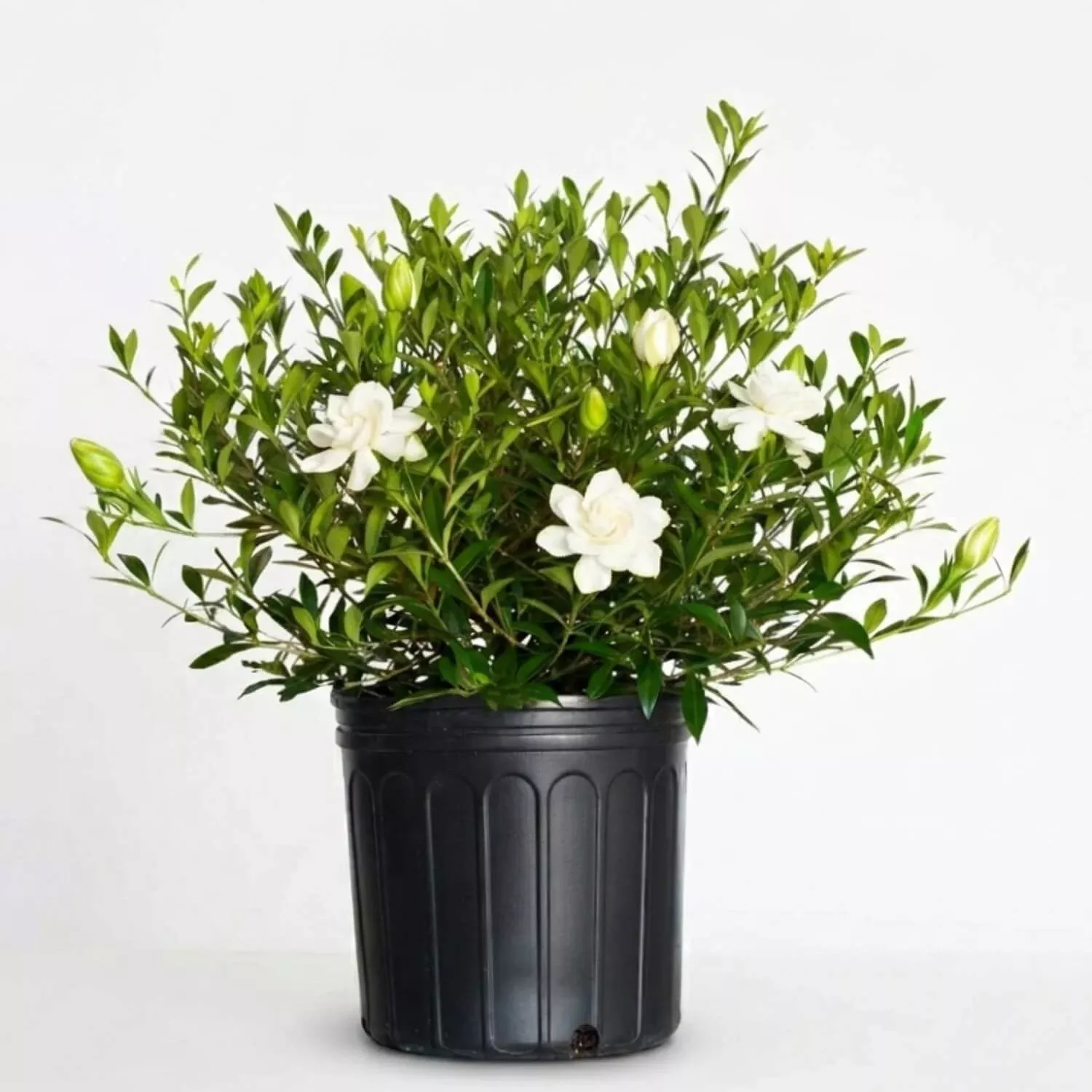 Dwarf Radicans Gardenia