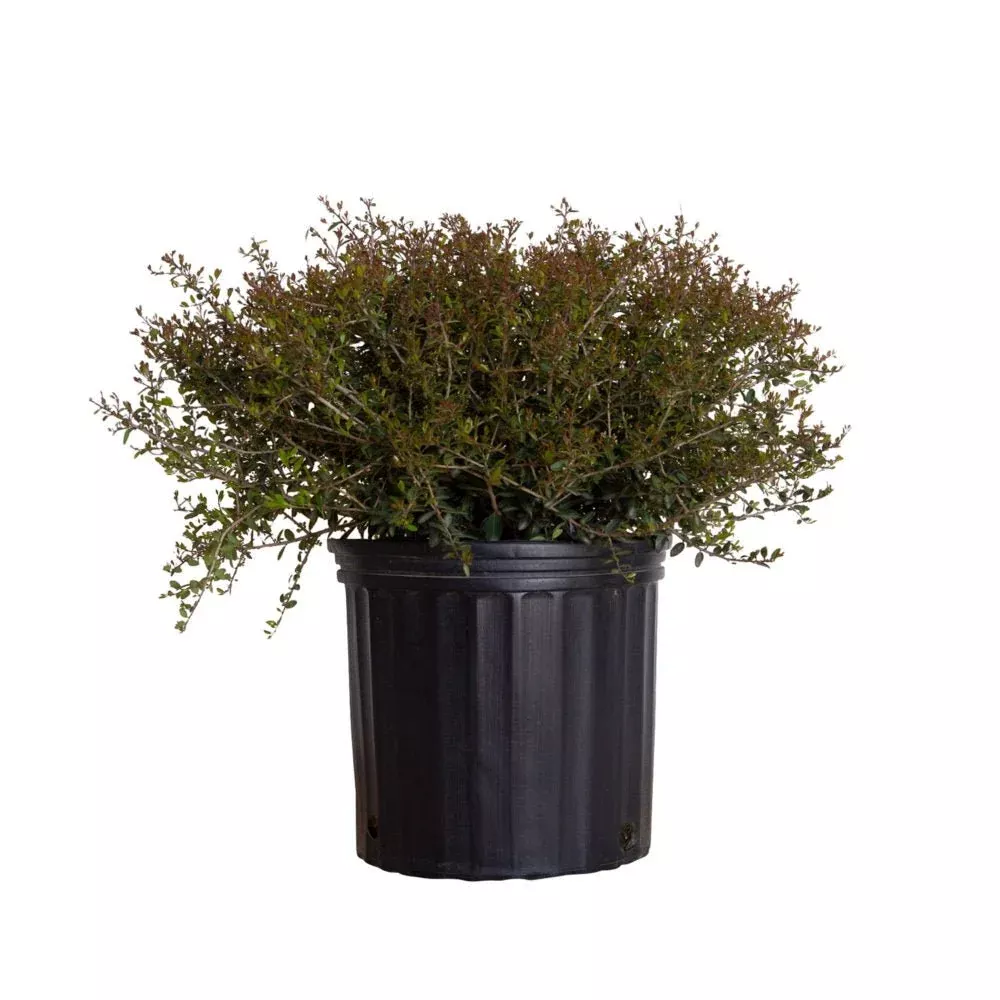Dwarf Yaupon Holly