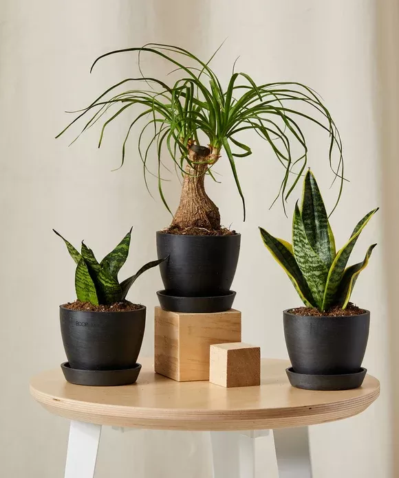 Easy Peasy Collection