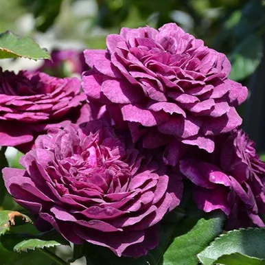 Ebb Tide™ Floribunda Rose