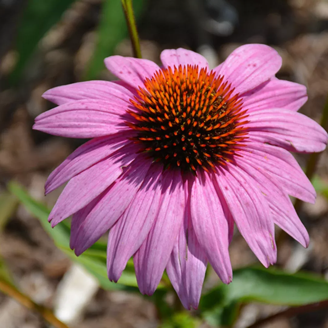 Echinacea pur. 'Prairie Splendor'