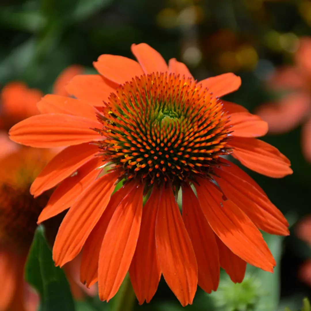 Echinacea Sombrero™ 'Adobe'