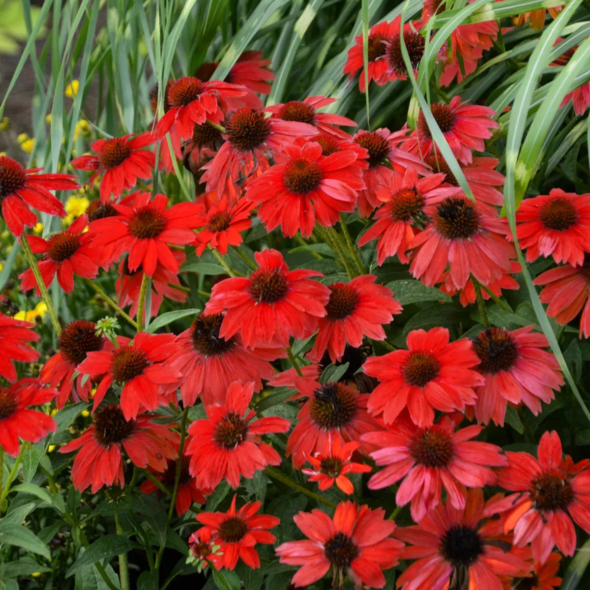 Echinacea 'Sombrero Salsa Red' - Coneflower