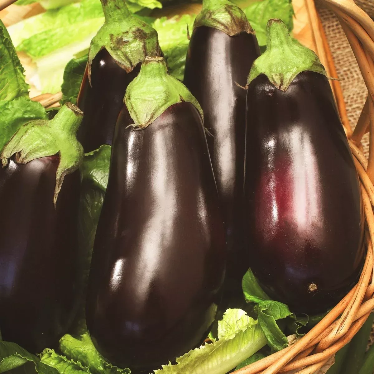 Eggplant, Black Beauty Heirloom Seeds, 400mg