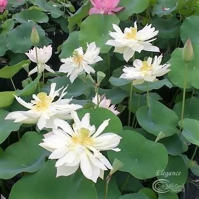Elegance Lotus - Flying, dancing beauty!