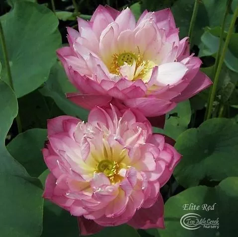 Elite Red Lotus - Sweet Flowers!