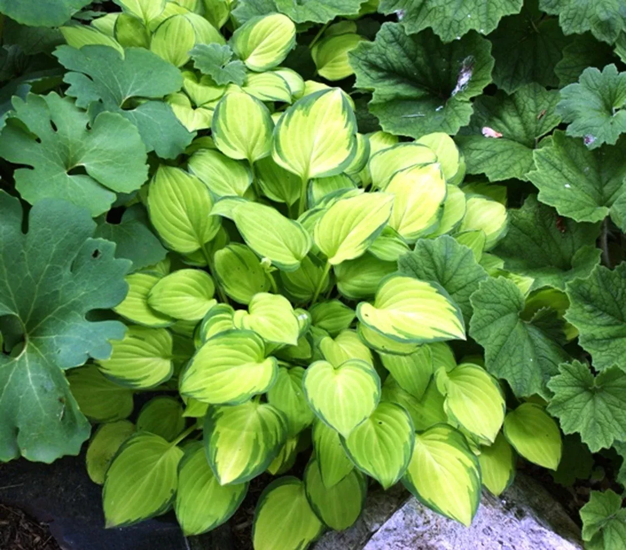 Emerald Tiara Hosta