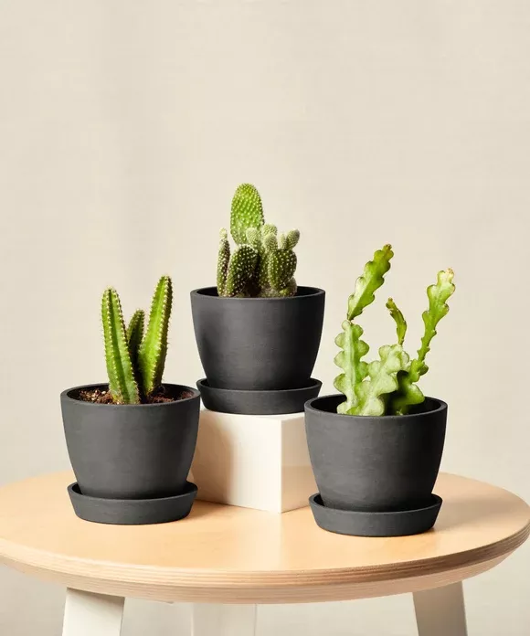 Enchanted Desert Trio