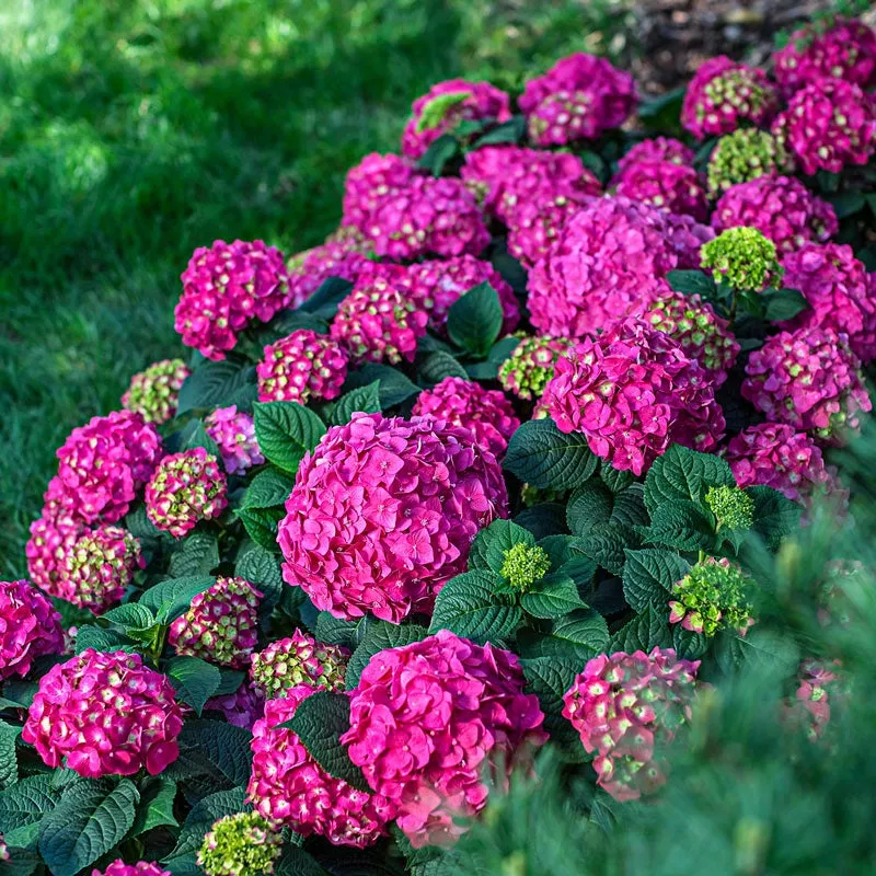 Endless Summer Summer Crush Hydrangea