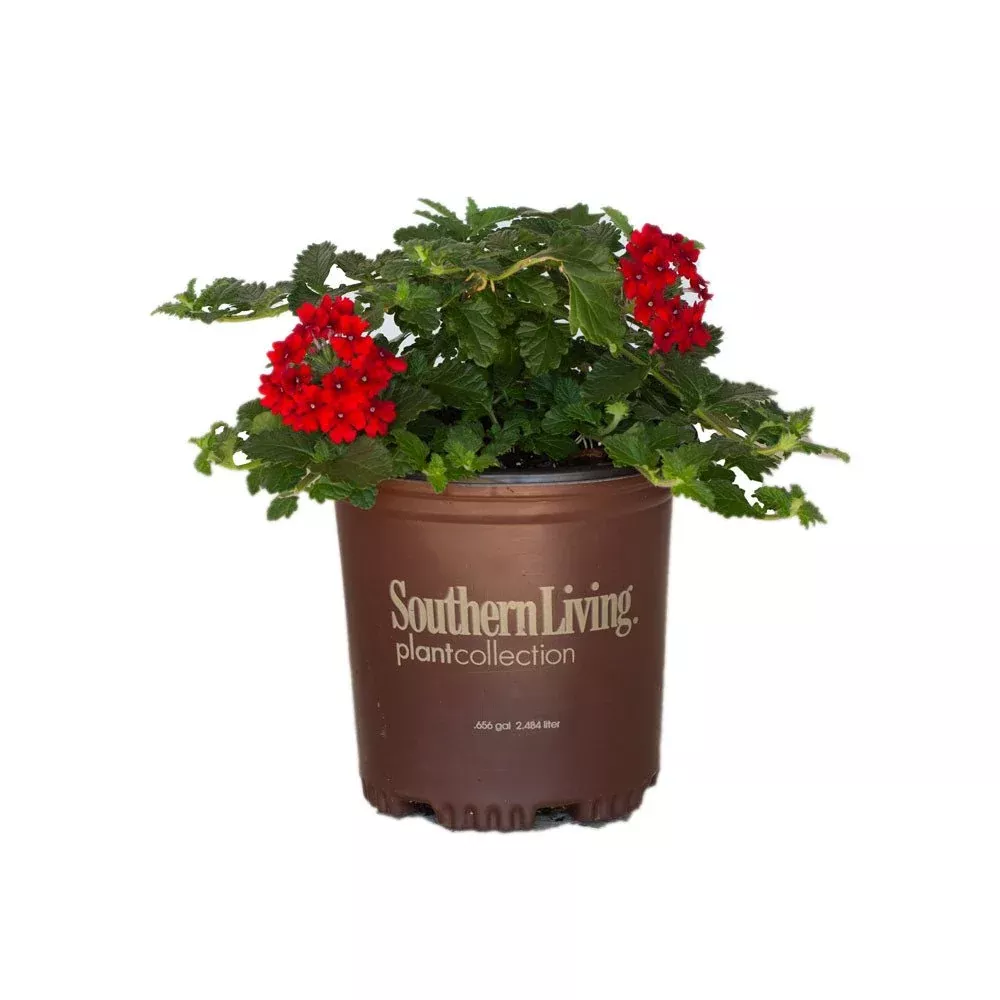 EnduraScape Red Verbena