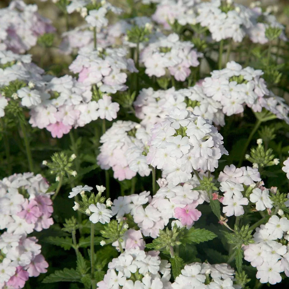 EnduraScape White Blush Verbena