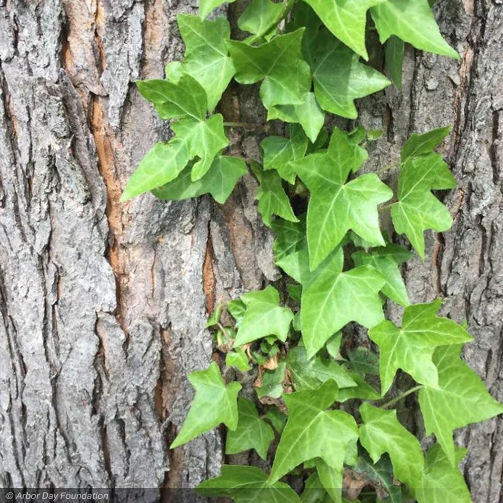 English Ivy, Flat
