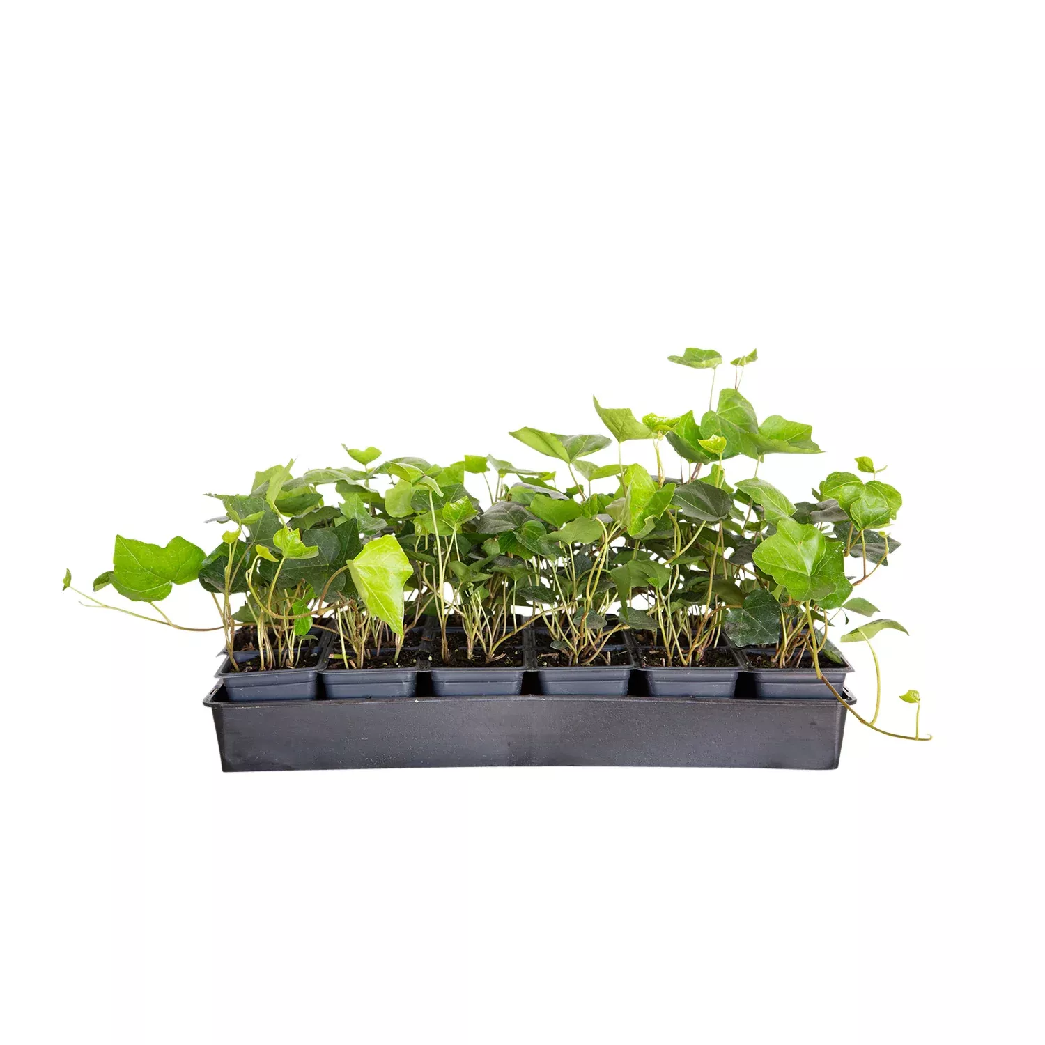 English Ivy liners - 3" Liner Pots