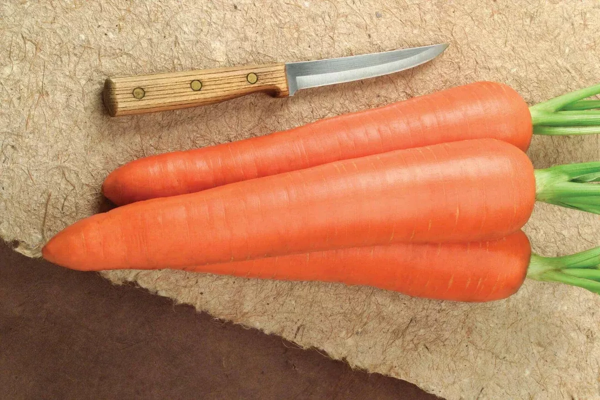 Envy Hybrid Carrot F1