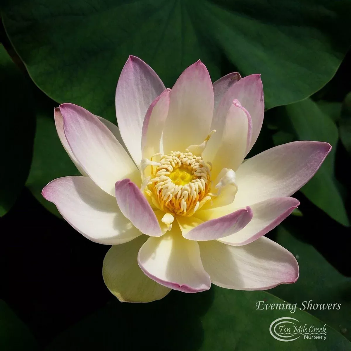 Evening Showers Lotus - A Favorite!