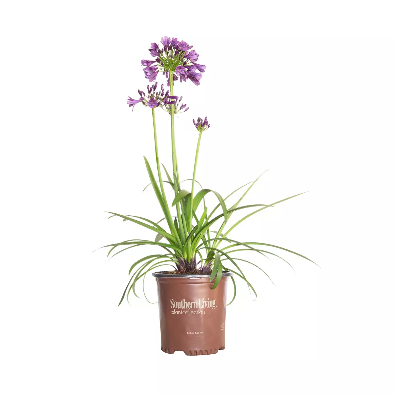 Ever AmethystAgapanthus