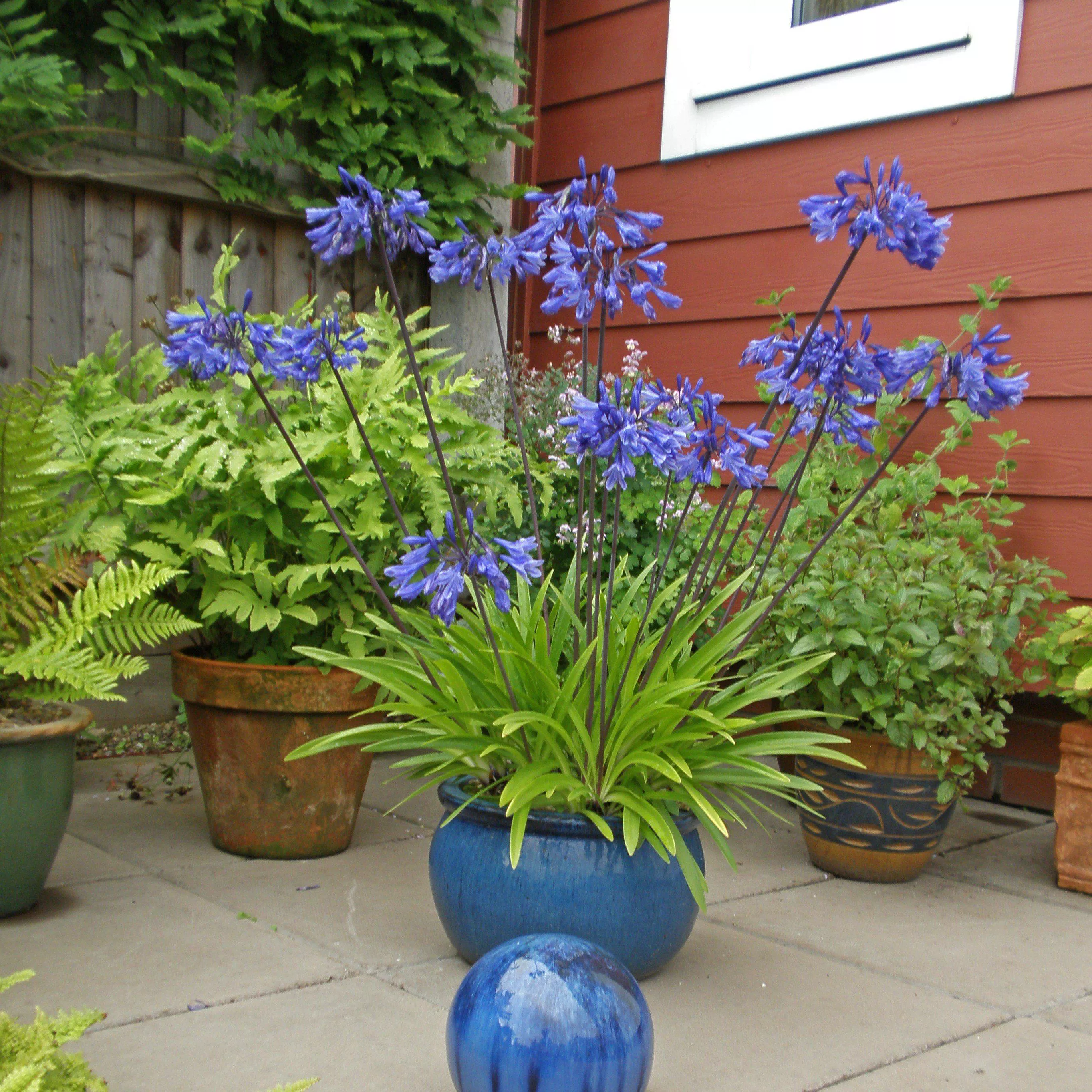 Ever Sapphire Agapanthus
