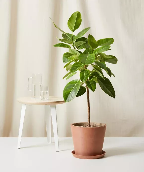Ficus Altissima