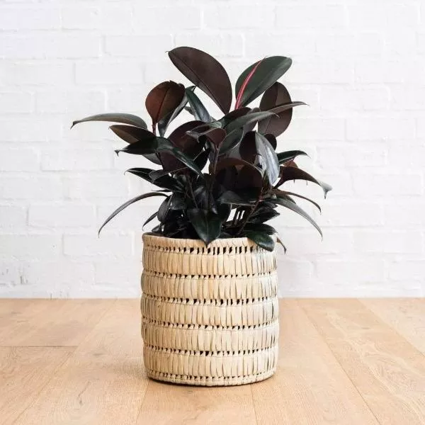 Ficus Burgundy
