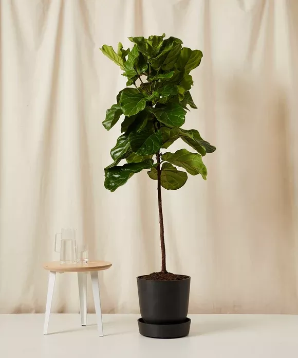 Fiddle Leaf Fig Tree
