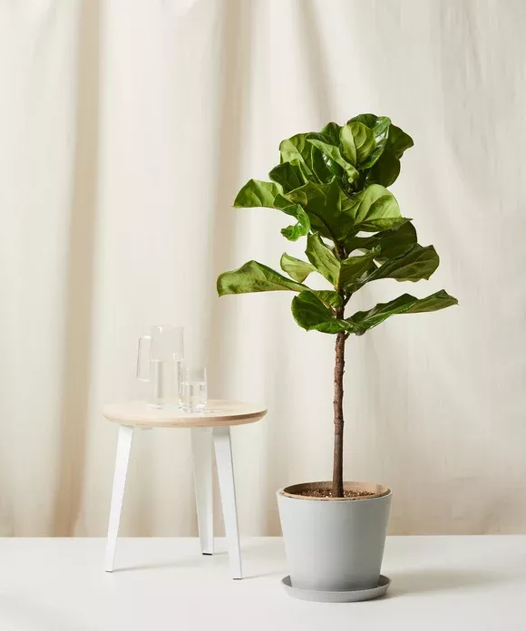 Fiddle Leaf Fig