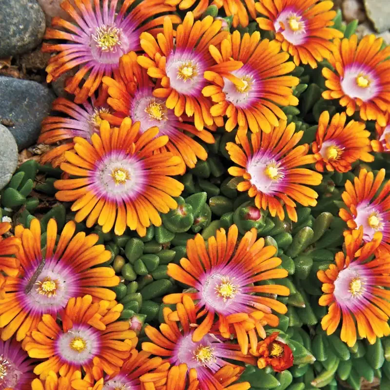 Fire Spinner Ice Plant