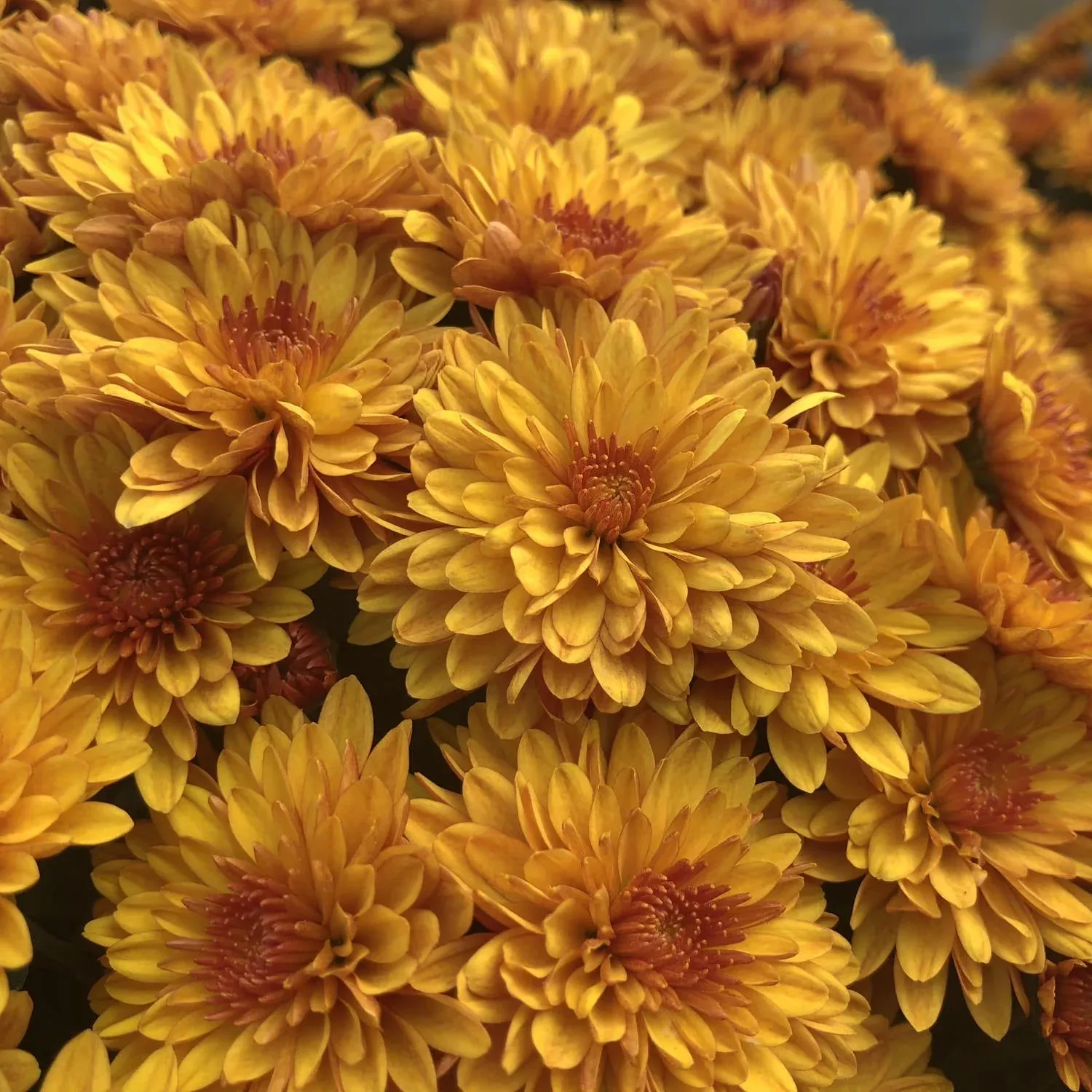 'Fireglow' Bronze Garden Mum (Chrysanthemum)