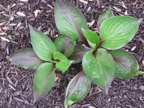 First Blush Hosta