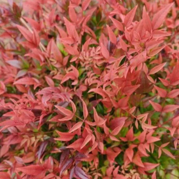 First Editions Cool Glow Pomegranate Nandina