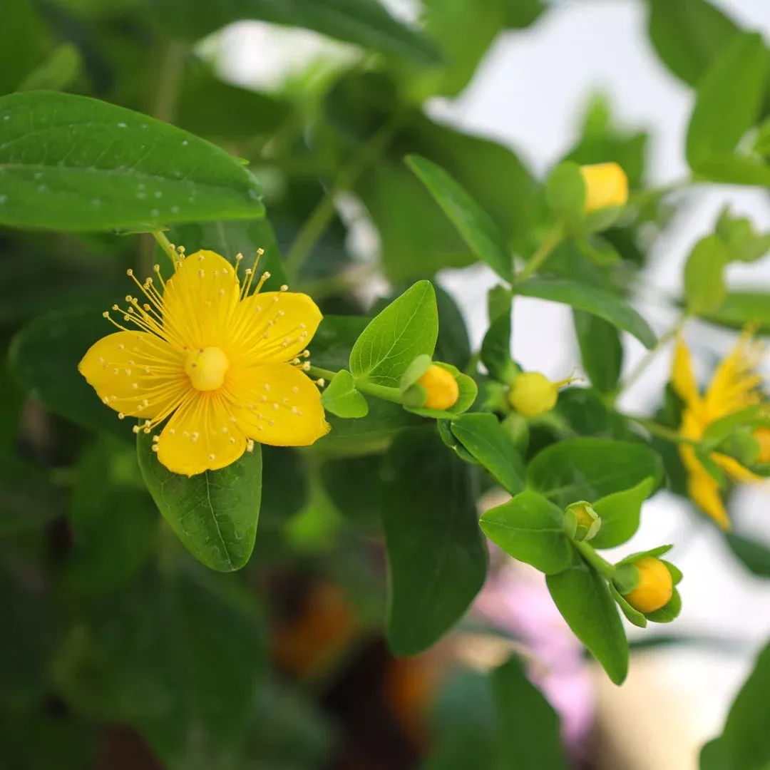 First Editions Pumpkin Hypericum