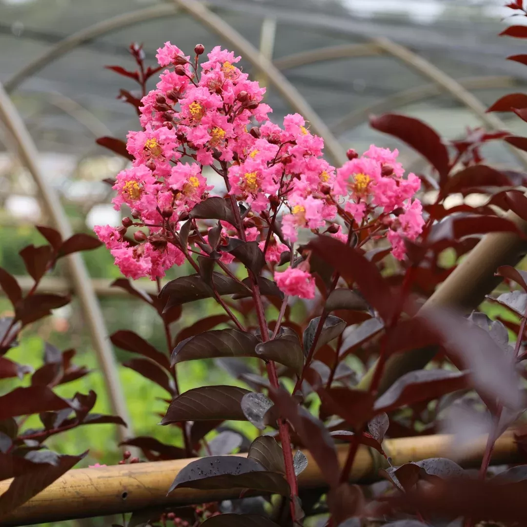 First Editions Twilight Magic™ Crape Myrtle