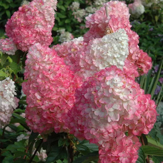 First Editions Vanilla Strawberry™ Hydrangea