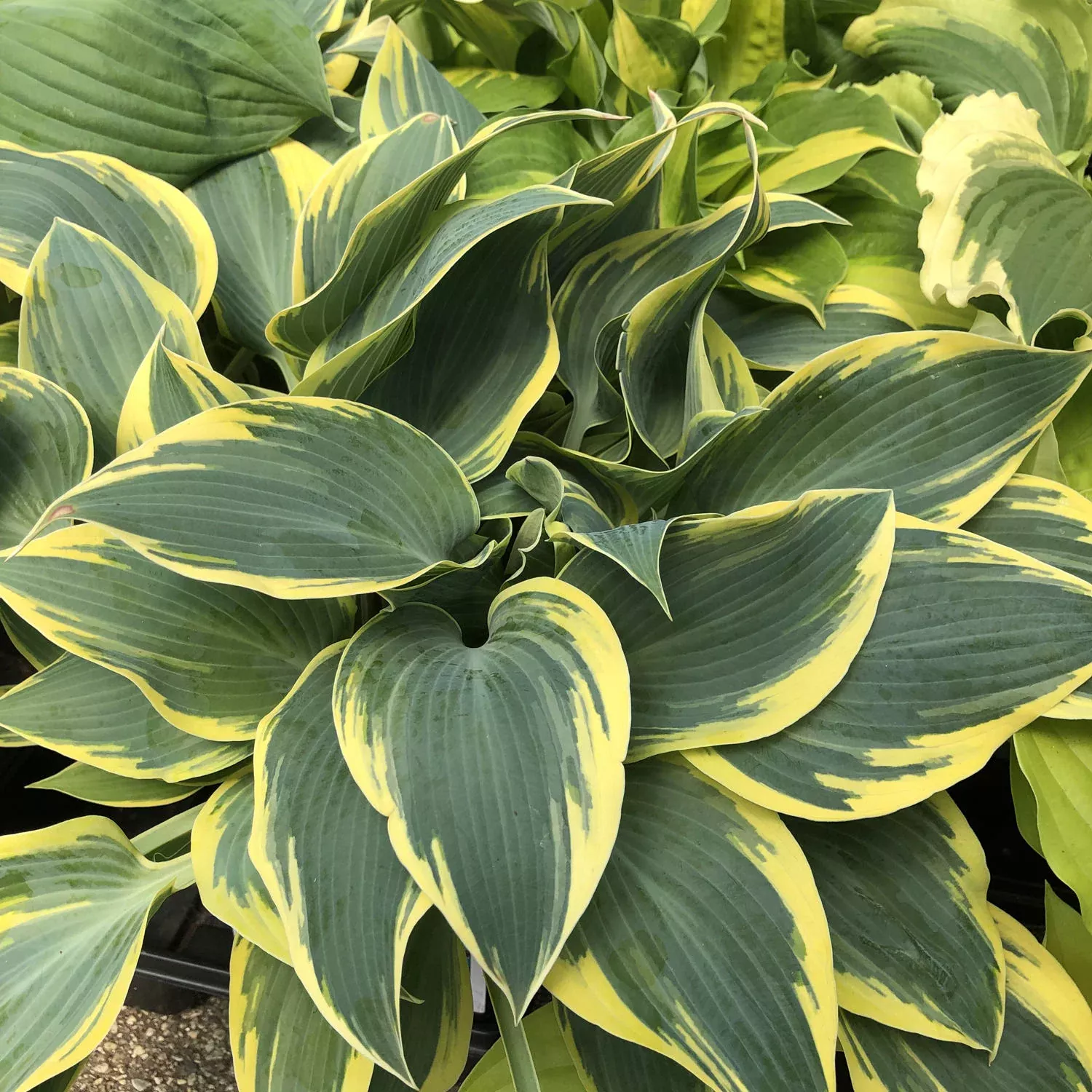 First Frost Hosta