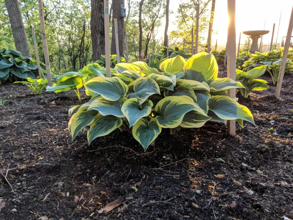 First Frost