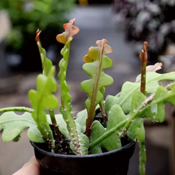 Fishbone Cactus (Zig Zag Cactus)