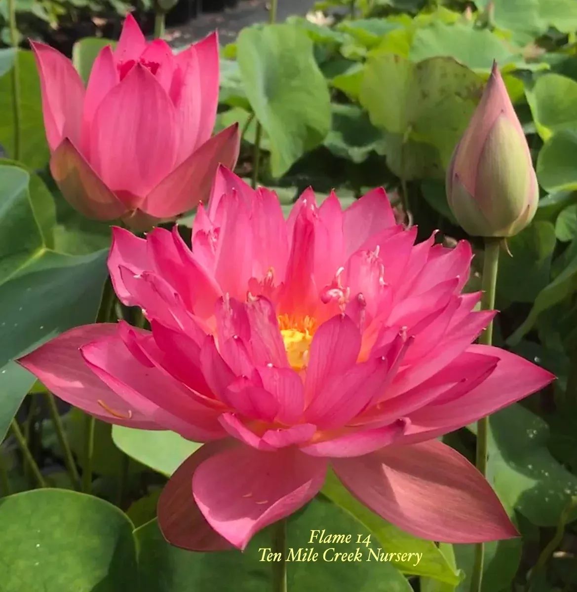 Flame 14 Lotus