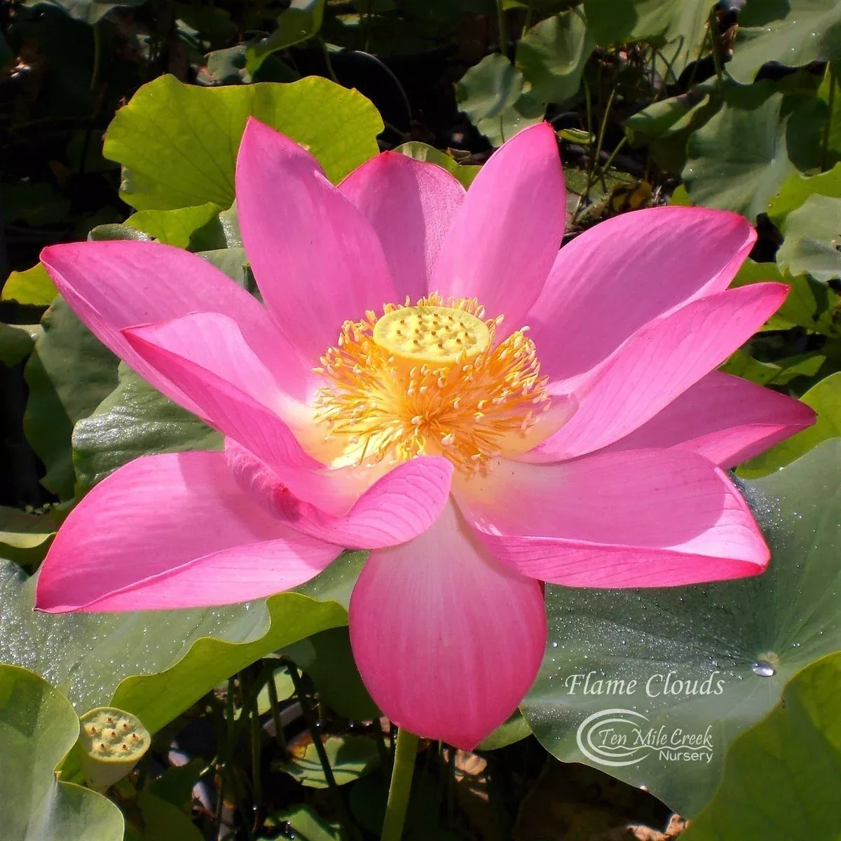 Flame Clouds Lotus - Gorgeous & Dependable!