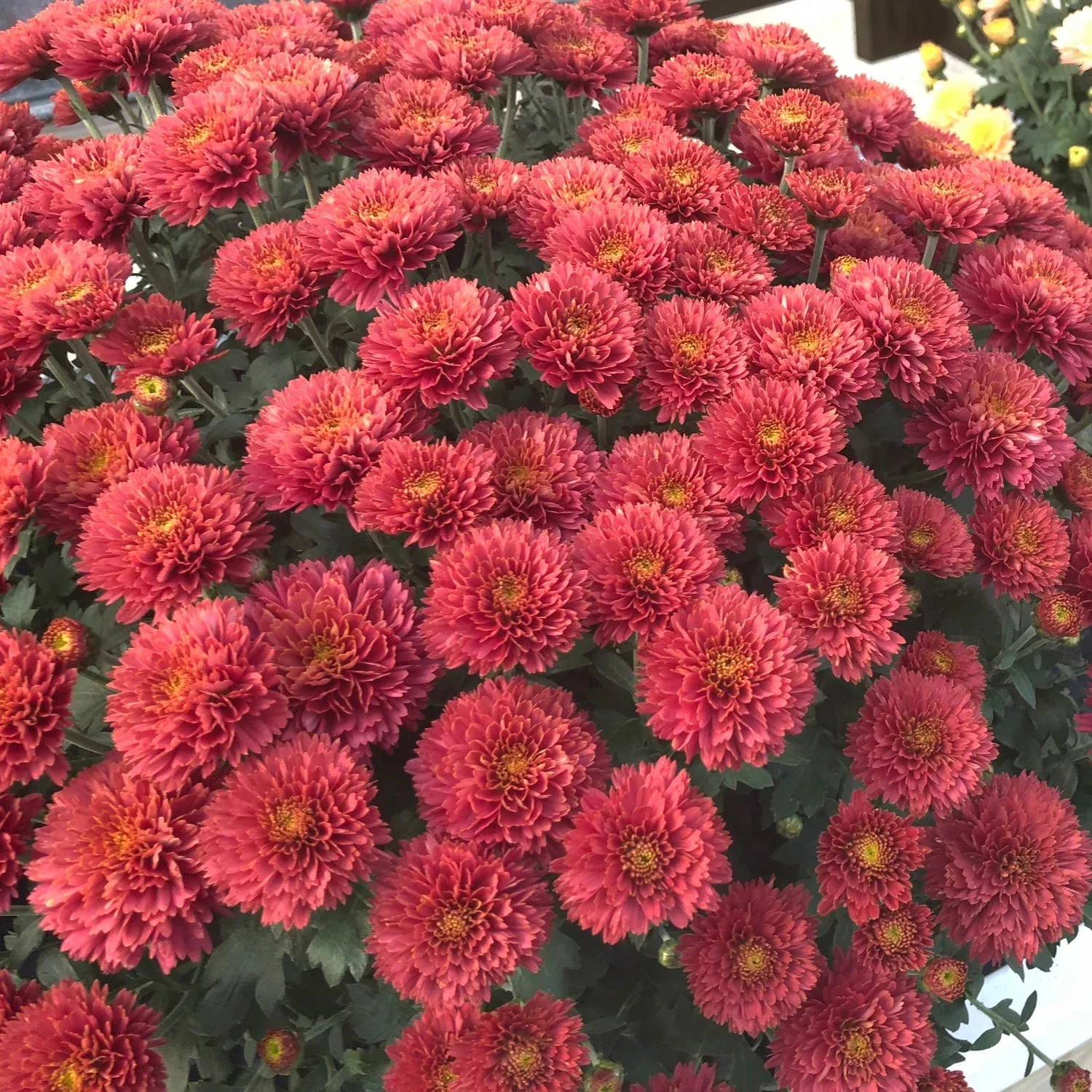 'Flamingo Cranberry' Red Garden Mum (Chrysanthemum)