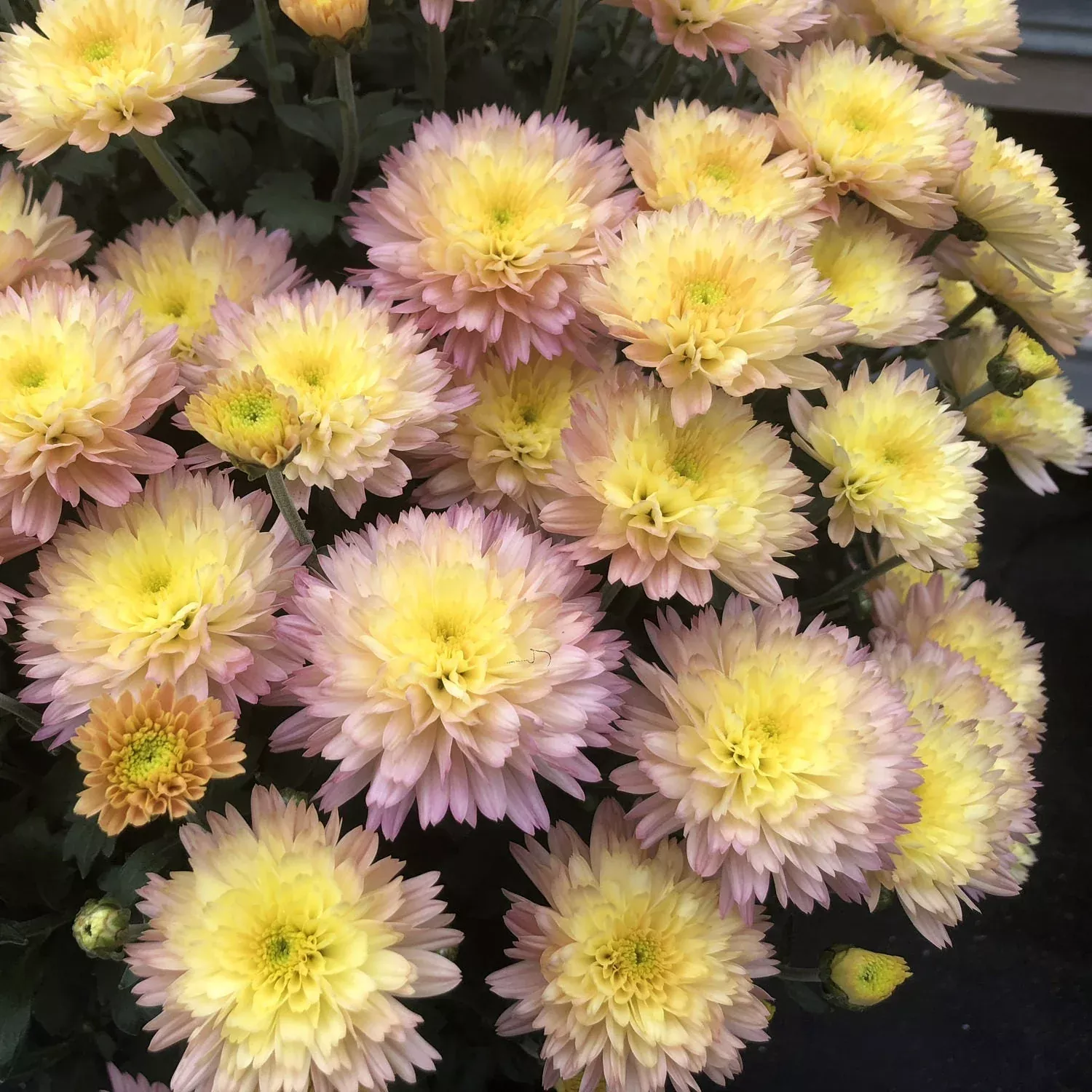 'Flamingo Pineapple Pink' Garden Mum (Chrysanthemum)